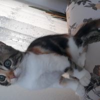 Tekir Kedi, Kedi  Miyu fotoğrafı