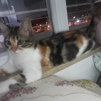 Tekir Kedi, Kedi  Miyu fotoğrafı