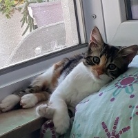 Tekir Kedi, Kedi  Miyu fotoğrafı