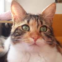 Tekir Kedi, Kedi  Miyu fotoğrafı