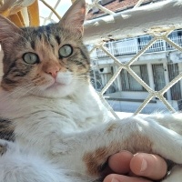 Tekir Kedi, Kedi  Miyu fotoğrafı