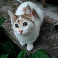 Tekir Kedi, Kedi  Badem fotoğrafı