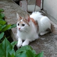 Tekir Kedi, Kedi  Badem fotoğrafı