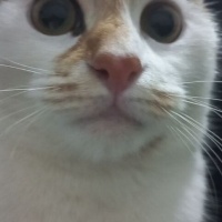 Tekir Kedi, Kedi  Badem fotoğrafı