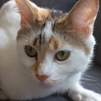 Tekir Kedi, Kedi  Badem fotoğrafı