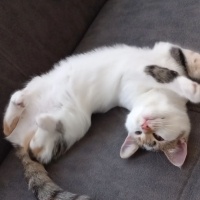 Tekir Kedi, Kedi  Badem fotoğrafı