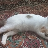 Tekir Kedi, Kedi  Badem fotoğrafı