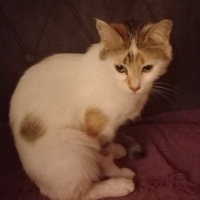Tekir Kedi, Kedi  Badem fotoğrafı