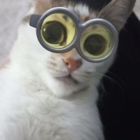 Tekir Kedi, Kedi  Badem fotoğrafı