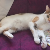 Tekir Kedi, Kedi  Badem fotoğrafı