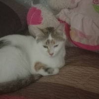 Tekir Kedi, Kedi  Badem fotoğrafı