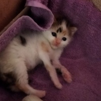 Tekir Kedi, Kedi  Badem fotoğrafı