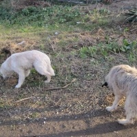 Pointer, Köpek  Roksy fotoğrafı