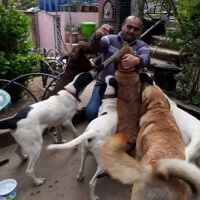 Pointer, Köpek  Roksy fotoğrafı