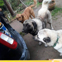 Pointer, Köpek  Roksy fotoğrafı