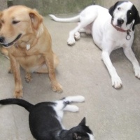 Pointer, Köpek  Roksy fotoğrafı