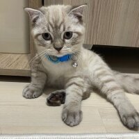 British Shorthair, Kedi  Çakıl fotoğrafı