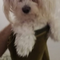 Maltese, Köpek  Mıncır fotoğrafı