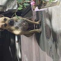Amerikan Staffordshire Terrier, Köpek  UGUR fotoğrafı