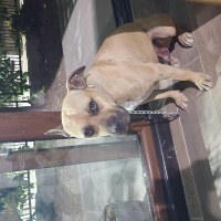 Amerikan Staffordshire Terrier, Köpek  UGUR fotoğrafı
