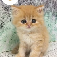 İran Kedisi (Persian), Kedi  Leo fotoğrafı