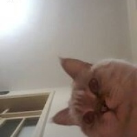 British Shorthair, Kedi  Pamuk fotoğrafı
