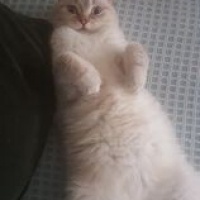 British Shorthair, Kedi  Pamuk fotoğrafı