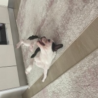 Fransız Bulldog, Köpek  Müdür fotoğrafı