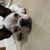 Fransız Bulldog, Köpek  Müdür fotoğrafı