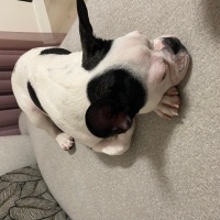 Fransız Bulldog, Köpek  Müdür fotoğrafı