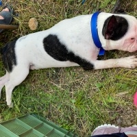 Fransız Bulldog, Köpek  Müdür fotoğrafı