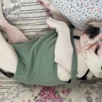 Fransız Bulldog, Köpek  Müdür fotoğrafı