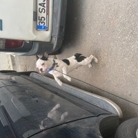 Fransız Bulldog, Köpek  Müdür fotoğrafı