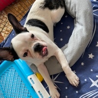 Fransız Bulldog, Köpek  Müdür fotoğrafı