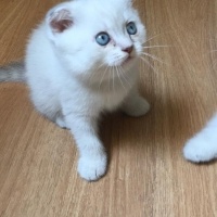 Scottish Fold, Kedi  Pamuk fotoğrafı
