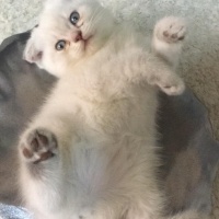 Scottish Fold, Kedi  Pamuk fotoğrafı