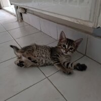 Tekir Kedi, Kedi  İsimsiz fotoğrafı