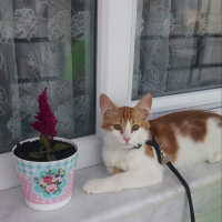Tekir Kedi, Kedi  Leon fotoğrafı