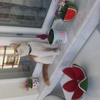Tekir Kedi, Kedi  Leon fotoğrafı