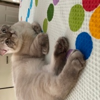 Scottish Fold, Kedi  Marvel fotoğrafı