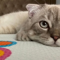 Scottish Fold, Kedi  Marvel fotoğrafı
