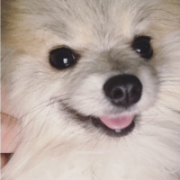 Pomeranyalı, Köpek  Baileys fotoğrafı