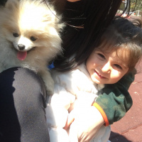 Pomeranyalı, Köpek  Baileys fotoğrafı