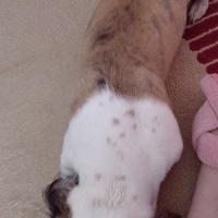 Jack Russell Terrier, Köpek  Zeyna fotoğrafı