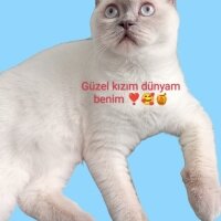 British Shorthair, Kedi  Mia ♡ fotoğrafı