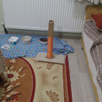 Tekir Kedi, Kedi  Pera ve Yavrusu fotoğrafı