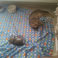 Tekir Kedi, Kedi  Pera ve Yavrusu fotoğrafı