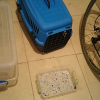 Tekir Kedi, Kedi  Pera ve Yavrusu fotoğrafı
