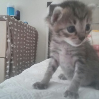 Tekir Kedi, Kedi  Pera ve Yavrusu fotoğrafı