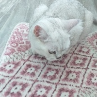 British Shorthair, Kedi  susam fotoğrafı